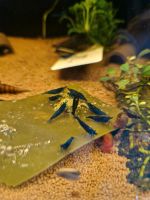 Blue Velvet Garnele 3,50€* Aquarium blaue  Garnele Zwerggarnele Saarland - Püttlingen Vorschau