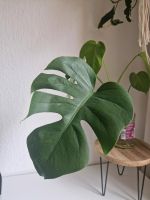 Leicht panaschierte Monstera Variegata Brandenburg - Jüterbog Vorschau