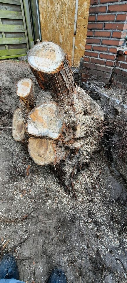 Wurzel Holz stammholz stumpen brennholz in Nordhorn