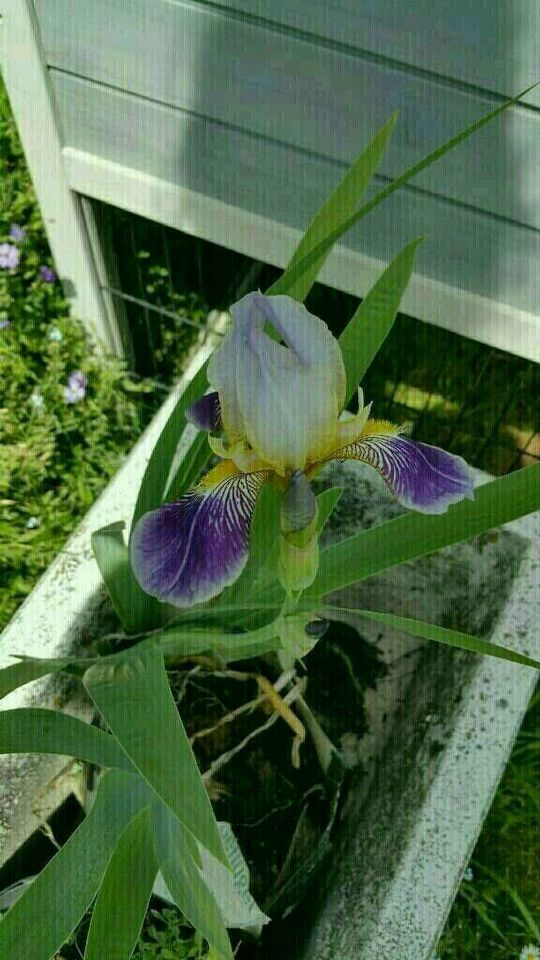 Stauden Pflanzen Hosta - Funkien  - Herzblattlilien Blattschmuck in Hünfeld