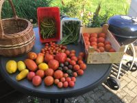 3 Tomatenpflanzen Fleischtomaten Rispen ab 4€ pro Stück Brandenburg - Wittstock/Dosse Vorschau
