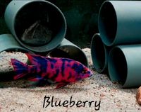 Malawi Barsche Aulonocara Marmelade Blueberry Thüringen - Meiningen Vorschau