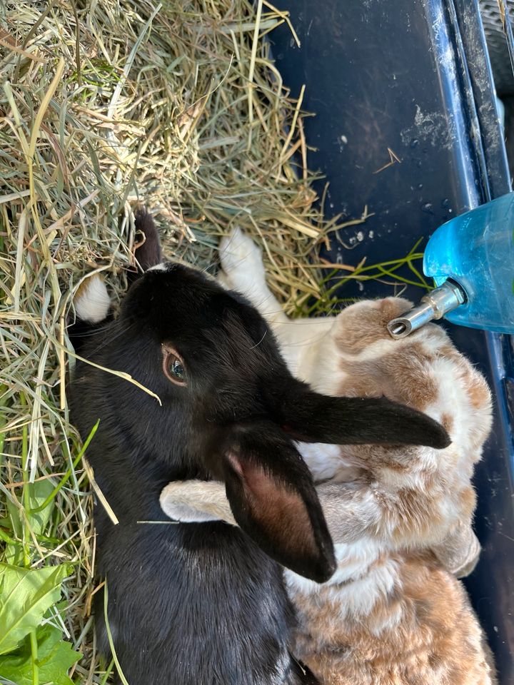 Kleines Schwarzes Kaninchen männlich in Berlin