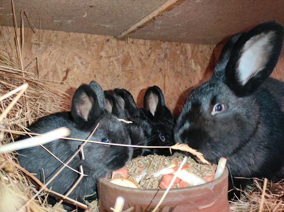 Kleine Kaninchen abzugeben in Sachsen Kamenz kleinanzeigen.de
