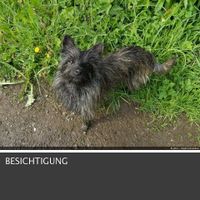 1 FH mit großem Garten zur Hobby Hundezucht gesucht !! Rheinland-Pfalz - Kirburg Vorschau