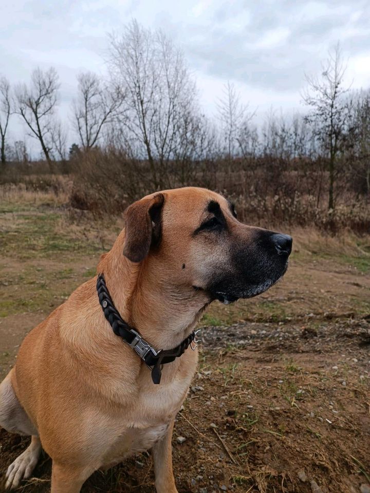 Labrador-Boxer Mischling in liebevolle Hände abzugeben in Braunschweig