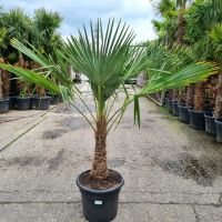 winterharte Hanfpalme Trachycarpus Fortunei +/-50cm Stamm Nr.17 Nordrhein-Westfalen - Oberhausen Vorschau