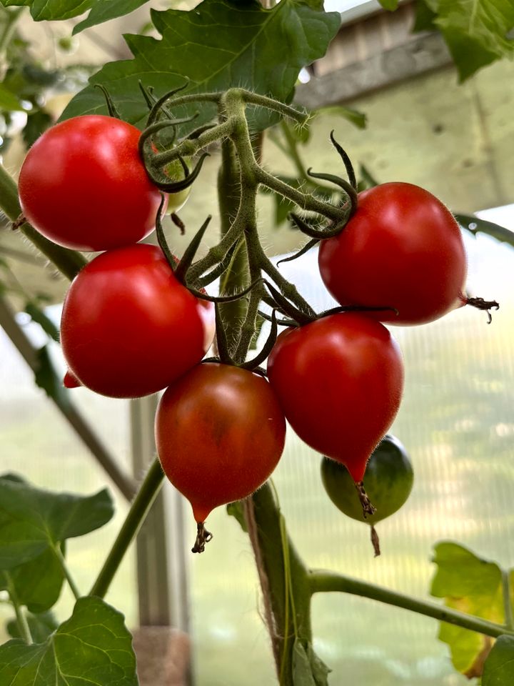 3x BIO Tomatenpflanze Ruthje Cocktailtomate herzförmig - 1 € in Weil a. Lech