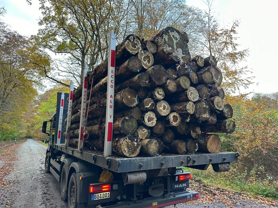 Stammware Lärche Kaminholz Brennholz Rundholz Holz Baum in Königslutter am Elm