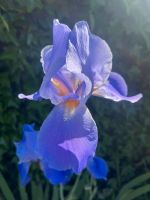 Iris / Schwertlilie Niedersachsen - Bakum Vorschau