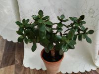 Geldbaum (Crassula ovata) Dithmarschen - Heide Vorschau