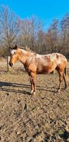 Reitbeteiligung gesucht Pferd sucht Reiter Niedersachsen - Schwülper Vorschau