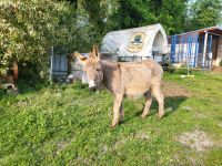Esel zu verkaufen Brandenburg - Steinhöfel Vorschau