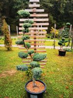 Wacholder Gartenbonsai Niwaki Formschnitt Formgehölz Japangarten Bayern - Bogen Niederbay Vorschau