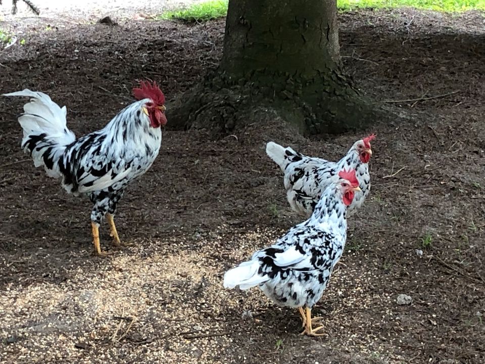 Leghorn Exchequer Huhn Hühner Weißleger Eier Ei in Rietberg