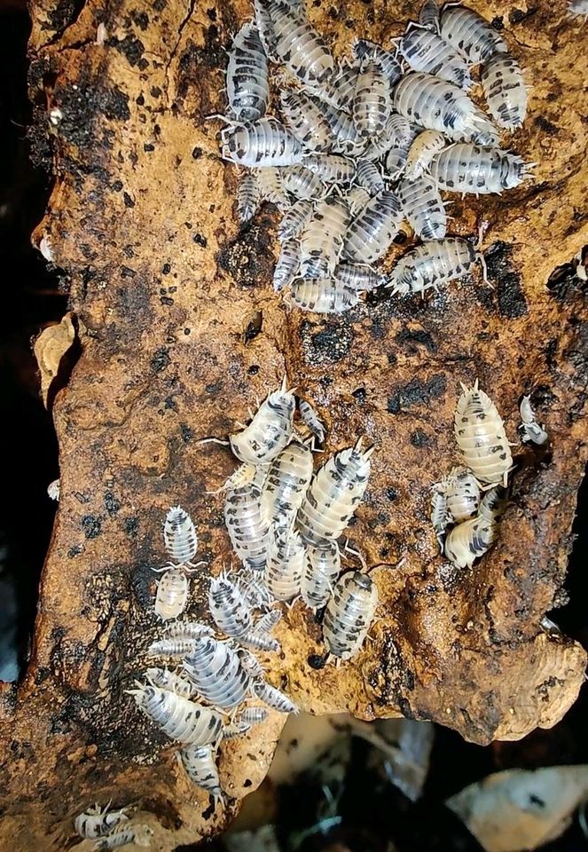 100- 400 Panda Asseln Porcellio laevis „Panda“ in Gerstungen