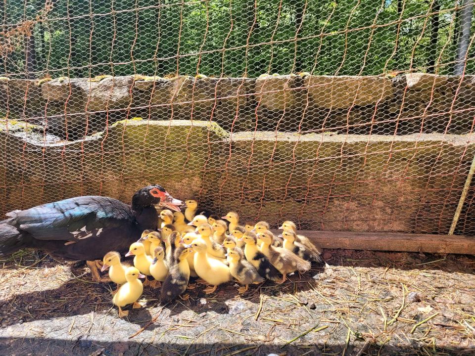 Warzenenten Küken Flugenten Küken Moschusenten Baby Entenküken in Steinau an der Straße