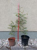 Geditschie Baum Sachsen - Brandis Vorschau