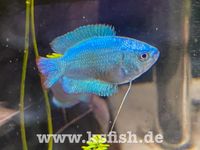 Zwergfadenfisch blau „cobalt“ Brandenburg - Spreenhagen Vorschau