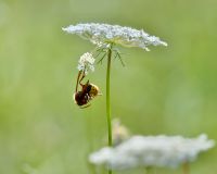 30 Samen Wilde Möhre, Wildblume, Schwalbenschwanz, Schmetterling Bayern - Baldham Vorschau