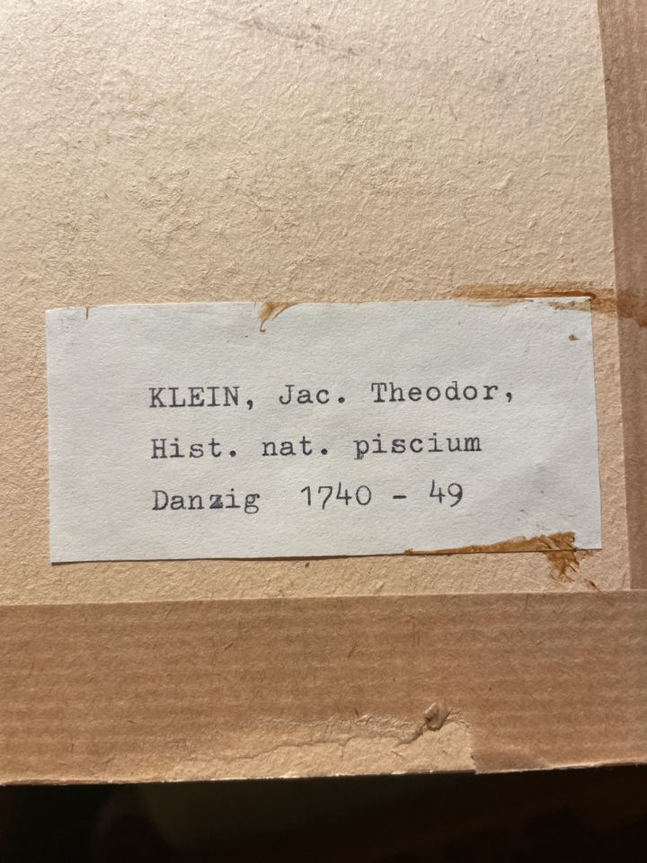 Stich:Klein,Jac.Theodor,Hist.nat piscium in Marburg