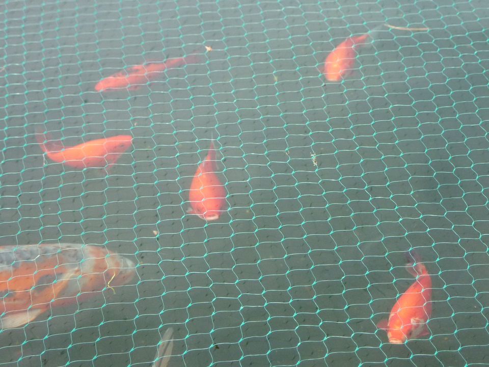 Koi Karpfen Teich  Goldfische in Solingen