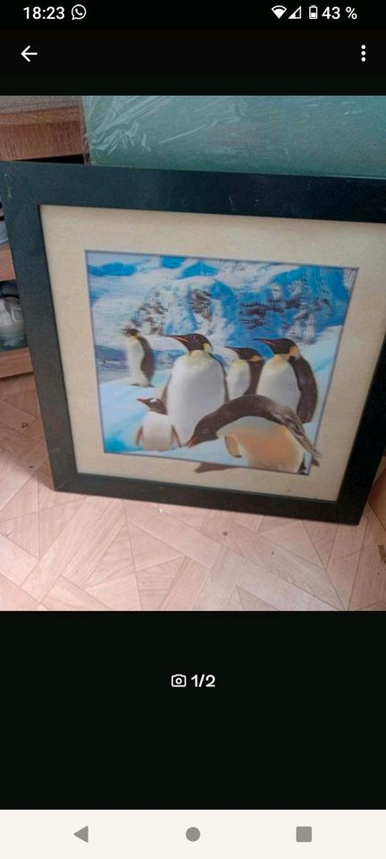 Pinguin Bild in Saarlouis
