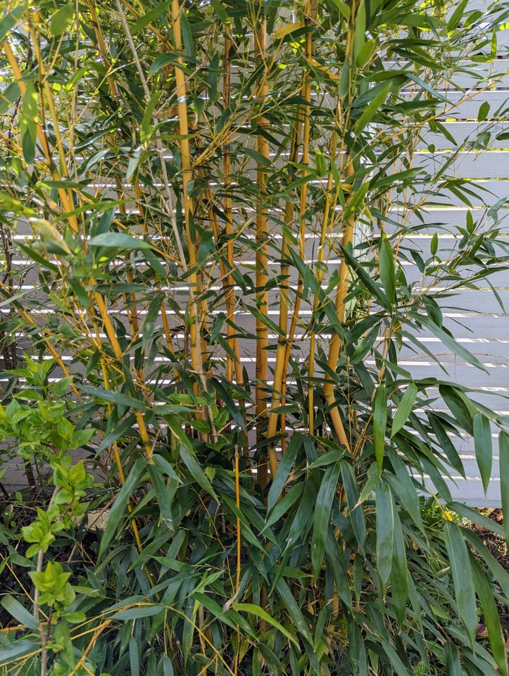 Goldener Peking Bambus zum selber ausgraben in Hamburg