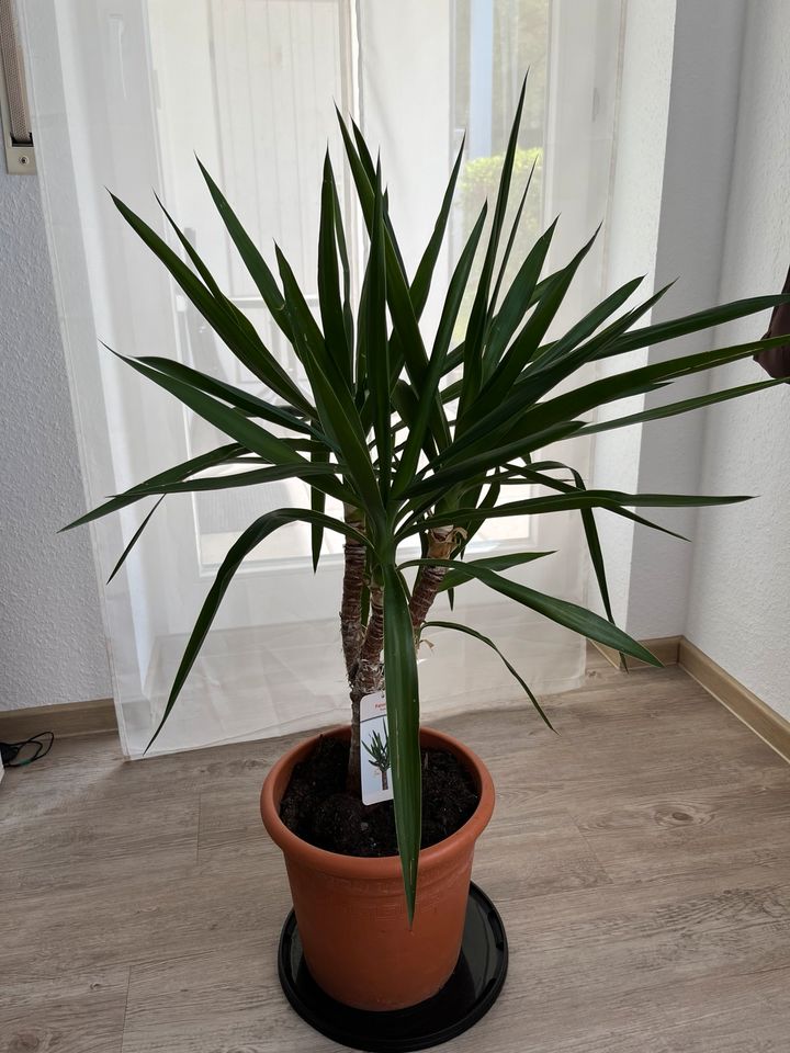 Yucca Palmlilie in Tuttlingen