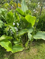 Canna rote Blüte Baden-Württemberg - Karlsruhe Vorschau