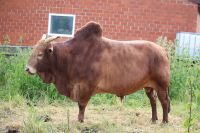 Deckbulle Zebu aus 2012 Zwergzebu Nordrhein-Westfalen - Lippstadt Vorschau