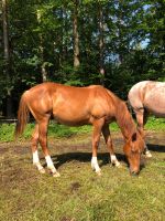 Quarter Horse Fuchs Wallach Jährling Niedersachsen - Clenze Vorschau