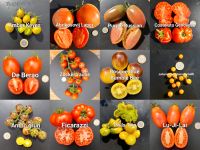 Tomatensamen Favoriten SET 》12 verschiedene Sorten Bayern - Röthlein Vorschau