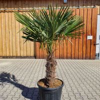 Trachycarpus fortunei - Chinesische Hanfpalme Bayern - Pfakofen Vorschau