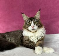 Maine Coon Kater mit Stammbaum Nordrhein-Westfalen - Grevenbroich Vorschau