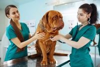 Hundefriseur (m/w/d) Tierfriseur Groomer mit Berufs... (20717978) München - Berg-am-Laim Vorschau