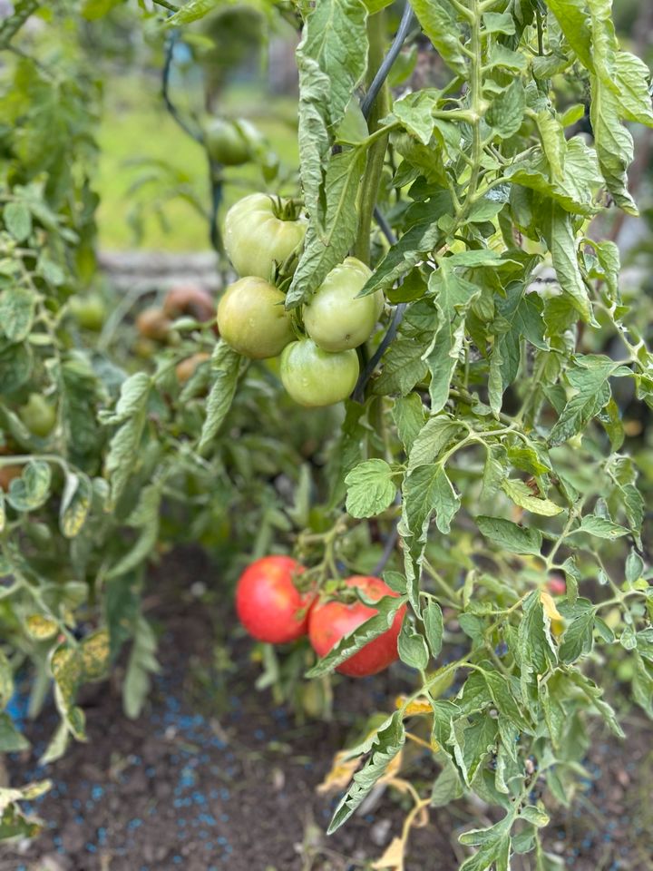 Saatgut Tomate Money Maker Freiland in Meißenheim