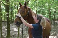 Pferdephysiotherapie  / Pferdeosteopathie,  Frühlingsaktion Nordfriesland - Husum Vorschau