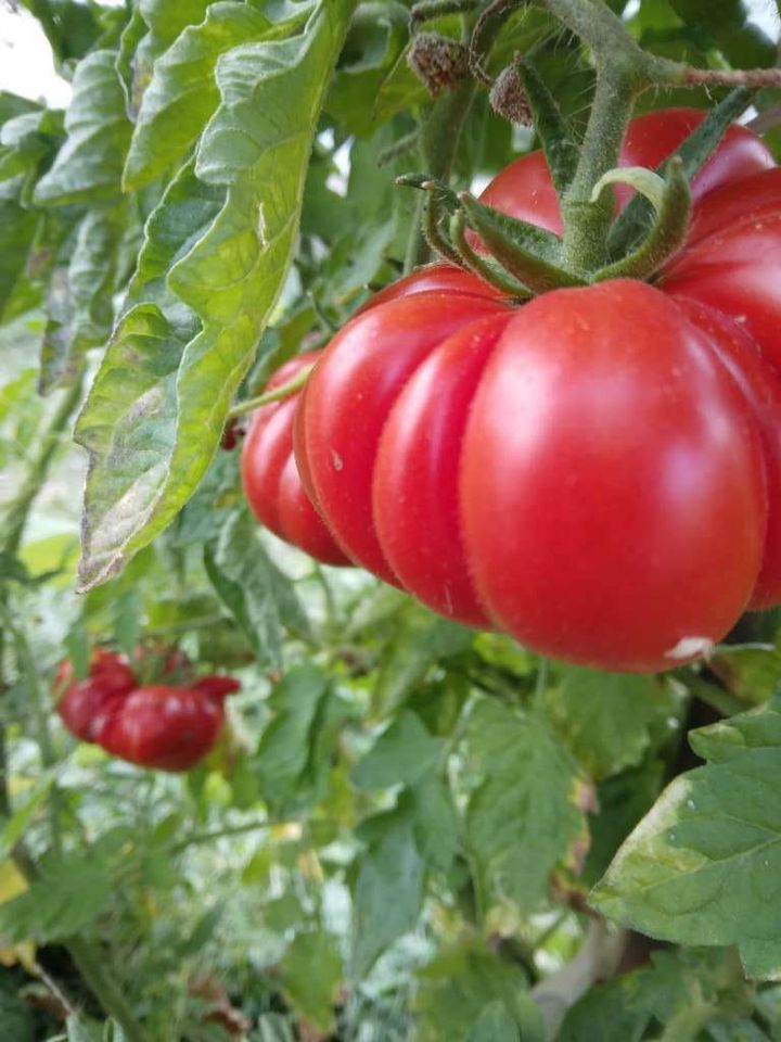 Costoluto Genovese Bio Tomatensamen | samenfest in München