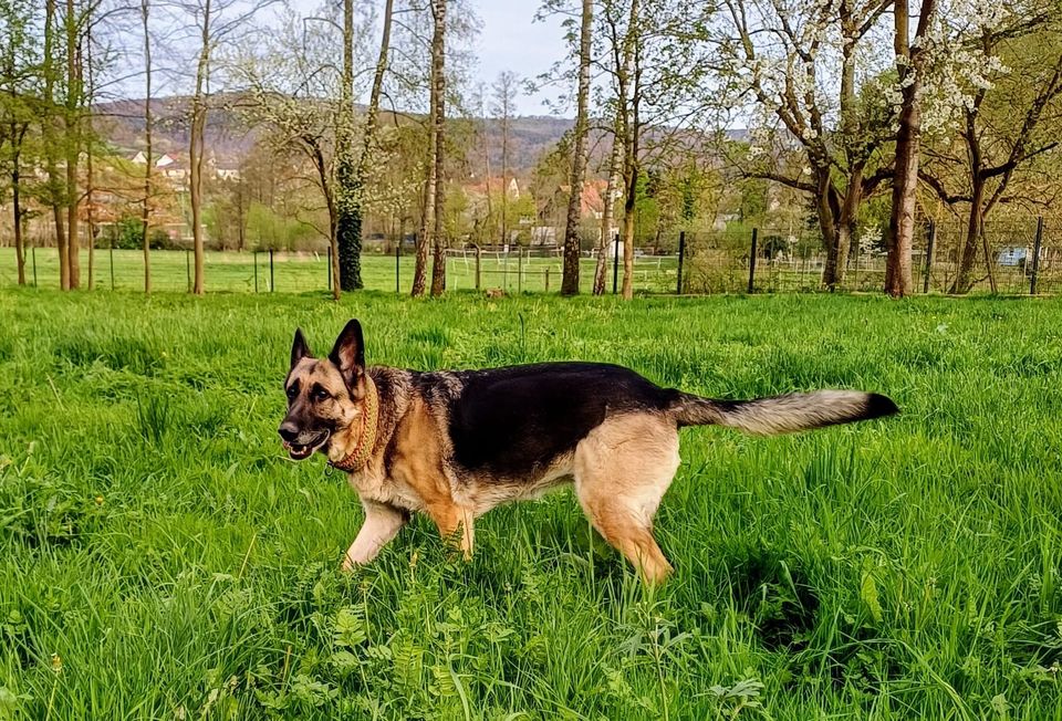 Senta Schäferhund Mix Hündin in Eschau