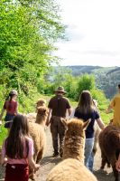 Alpakawanderung inklusive Picknick Rheinland-Pfalz - Ahrbrück Vorschau