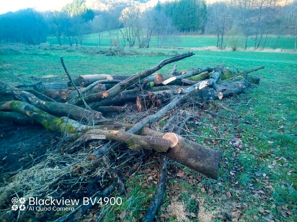 Brennholz Lohndienstleistungen Buche Transport Holzeinschlag in Prüm