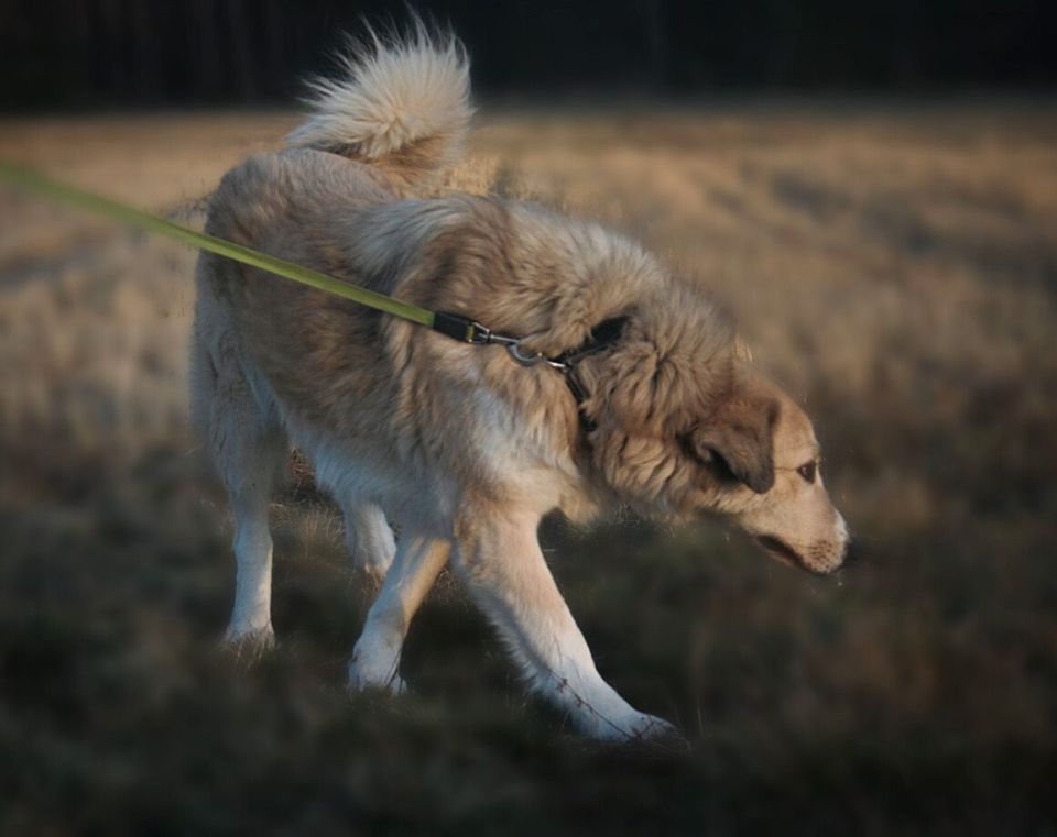 Heidi freut sich schon auf dich! in Salzwedel