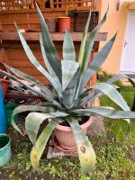 Große Agave mit Topf Baden-Württemberg - Markgröningen Vorschau