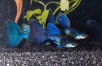 *** JUNI-ANGEBOT *** 5,50€/ Hochzucht Guppy Dark Blue Moscow Baden-Württemberg - Dietenheim Vorschau