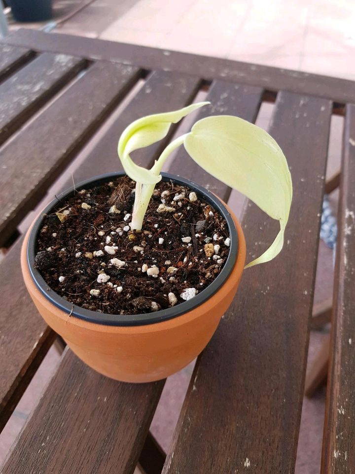 Philodendron Florida Ghost in Horgau