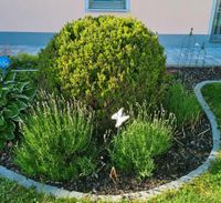 Buchs Buchsbaum Busch Bayern - Egenhofen Vorschau