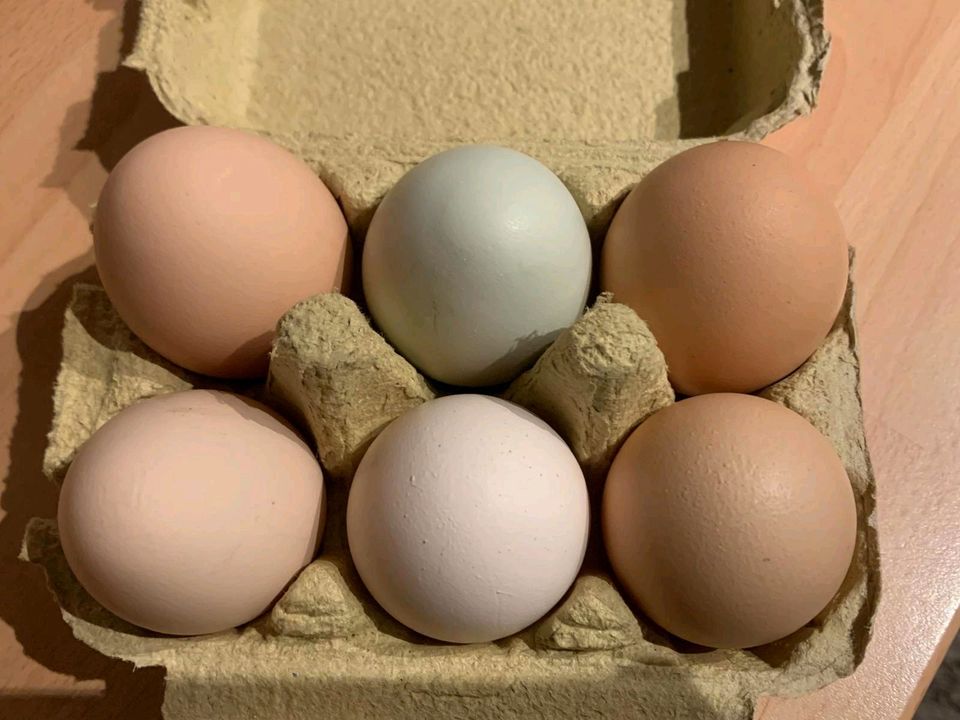 Frische Bio Eier in Oststeinbek