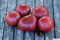 Black Russian Tomate Samenfest alte Sorten Saatgut Bio Berlin - Wilmersdorf Vorschau
