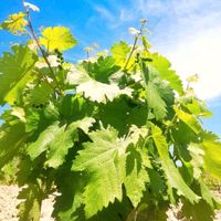 Sonnengereifte Bio Weinblätter Saarland - Riegelsberg Vorschau